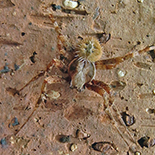 Pararaneus perforatus